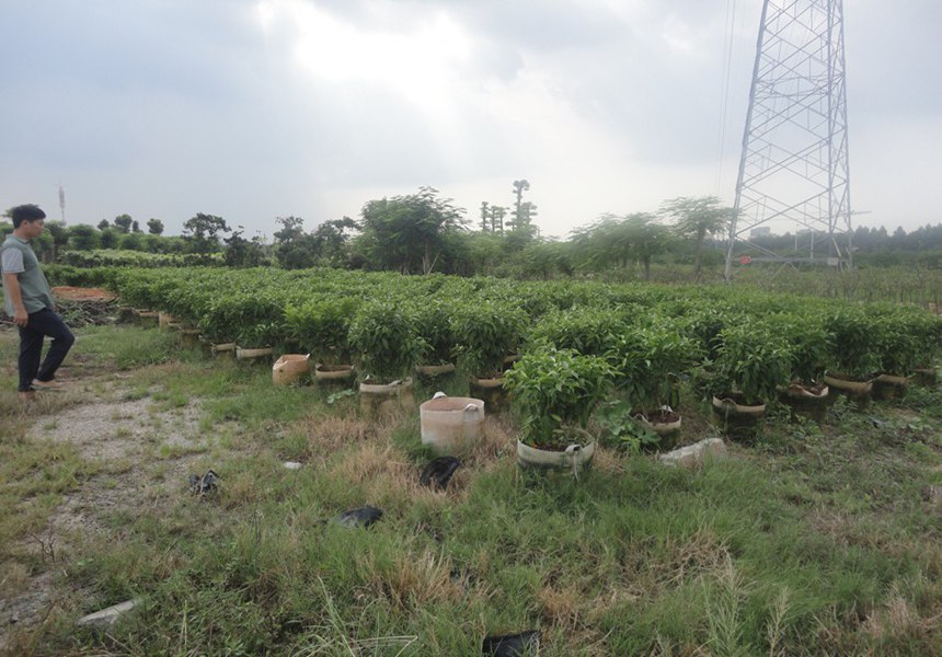 園林景觀工程對植物的采購需要注意哪些